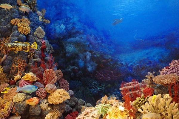 Coral reef