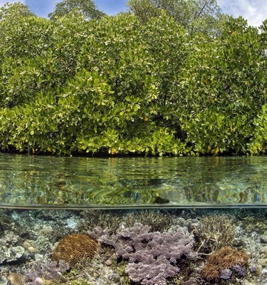 Mangrove forest, Lac Bay, Bonaire