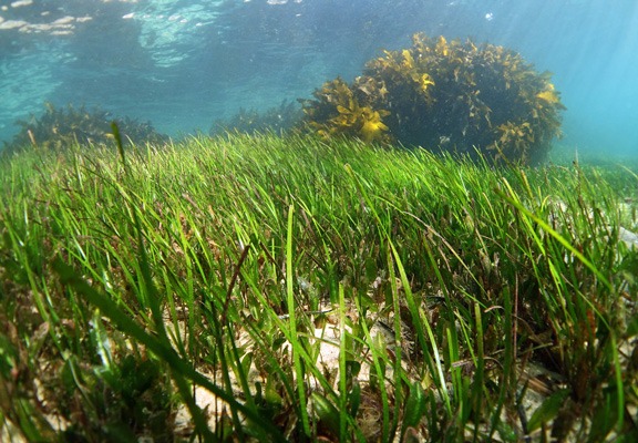 Seagrass meadow
