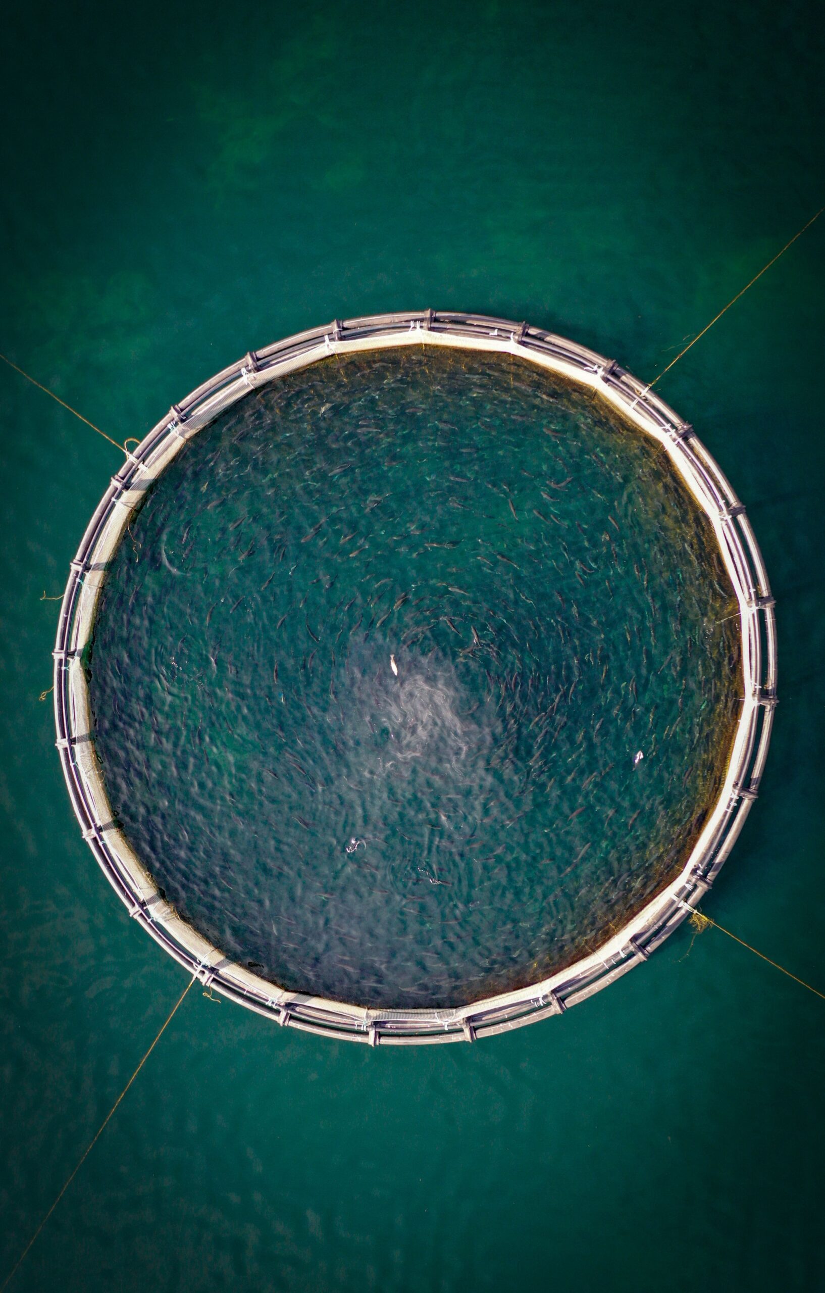 Coastal water surface