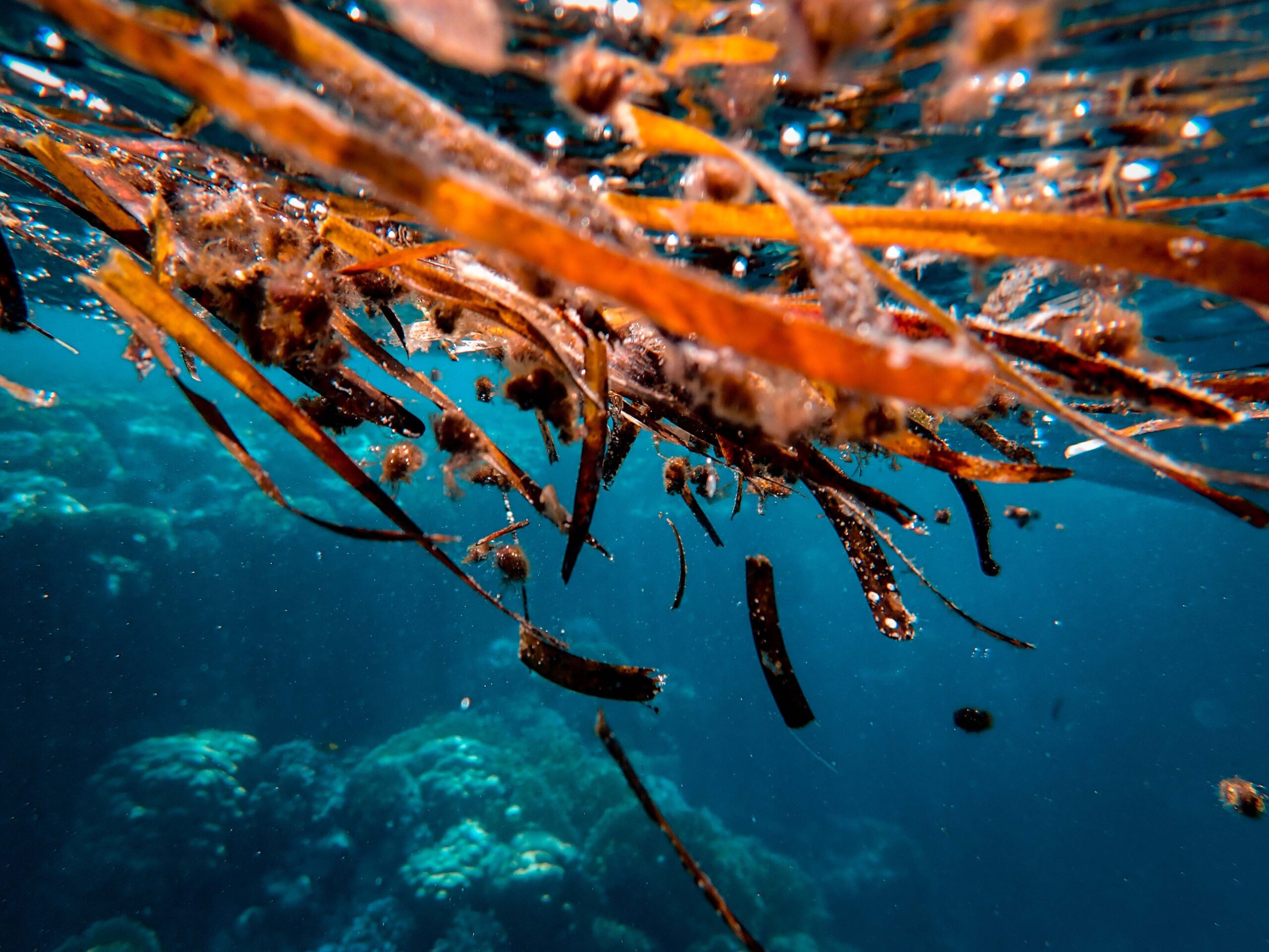 Nearshore Caribbean waters